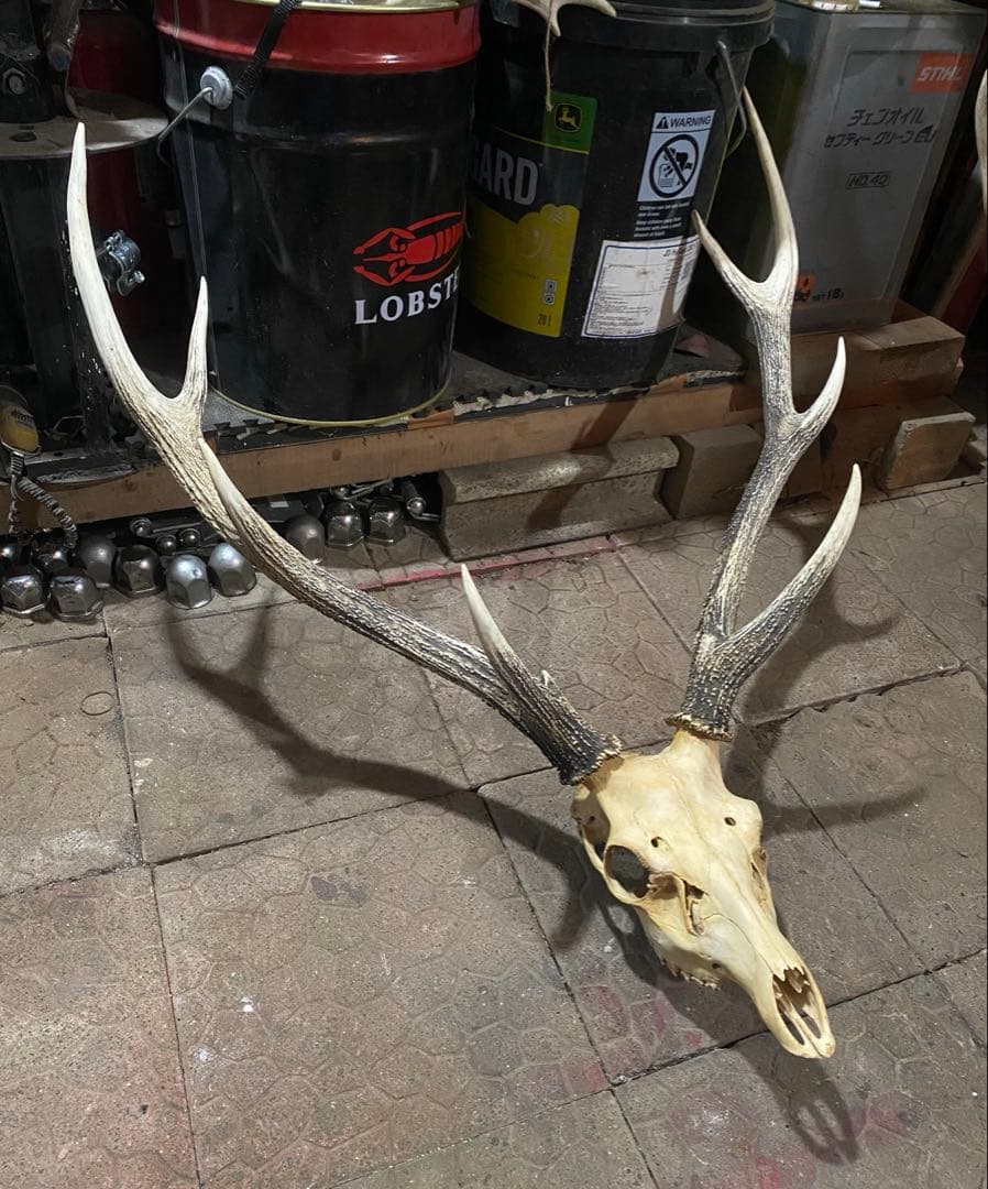 し*け様 蝦夷鹿hunting trophy（deer skull）