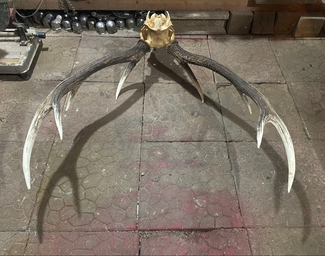 し*け様 蝦夷鹿hunting trophy（deer skull）