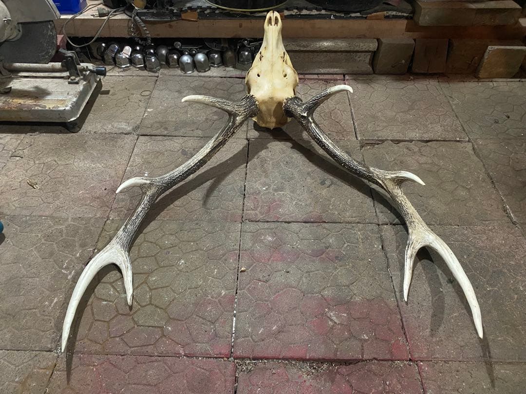 し*け様 蝦夷鹿hunting trophy（deer skull）