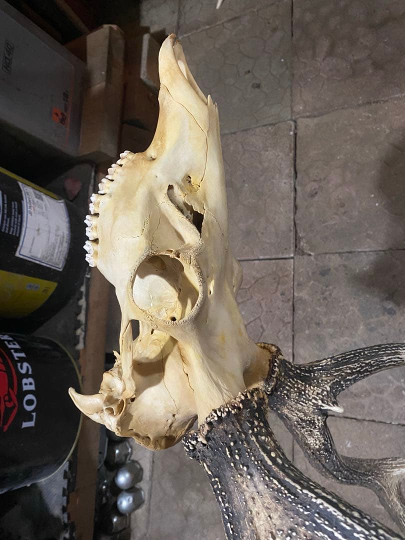 し*け様 蝦夷鹿hunting trophy（deer skull）