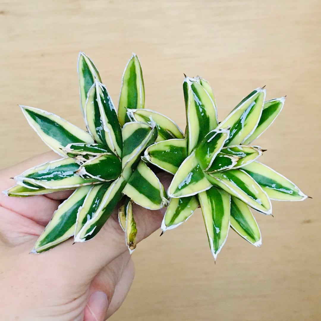 【稀少】6 笹の雪錦 クリーム覆輪斑 短葉 TC株 アガベ ビクトリアレジーナ