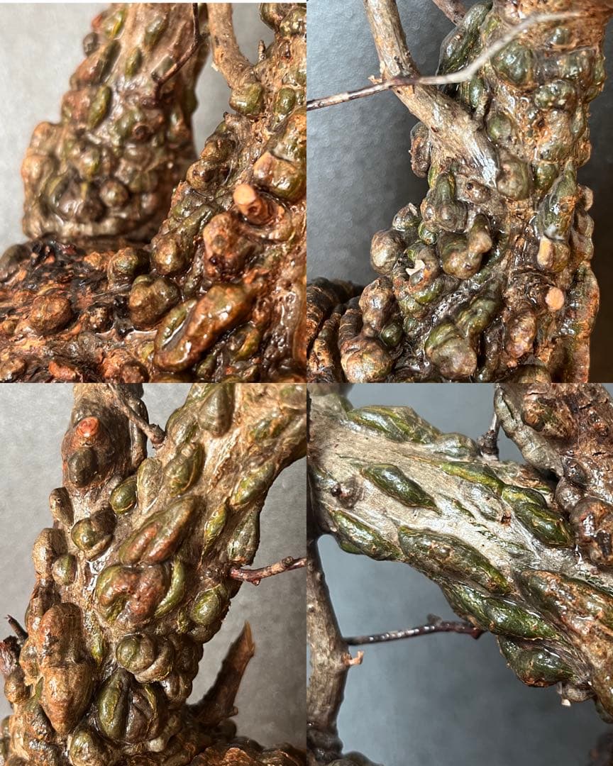 オペルクリカリア・パキプス ぼこぼこ丸株 ベアルート