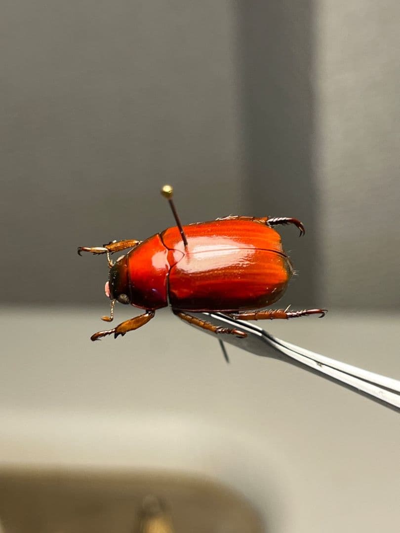 【奥行真紅】クリスマスビートル 標本オーストラリア産 プラチナコガネ カナブン