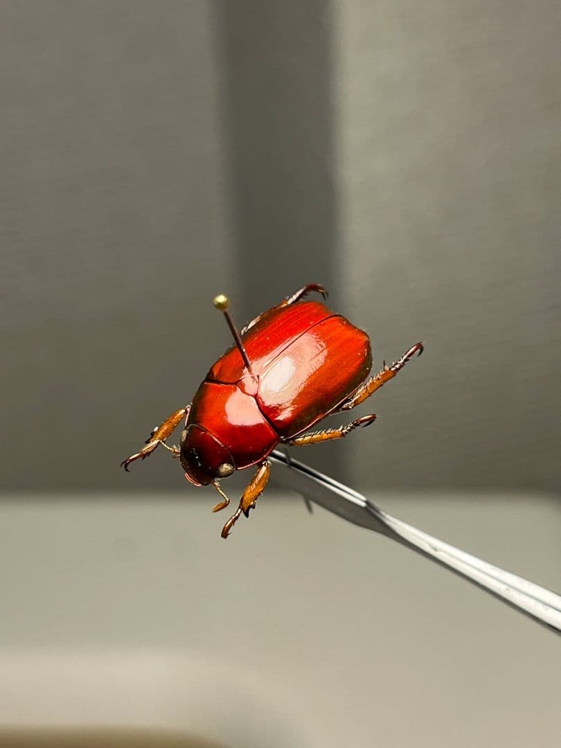 【奥行真紅】クリスマスビートル 標本オーストラリア産 プラチナコガネ カナブン