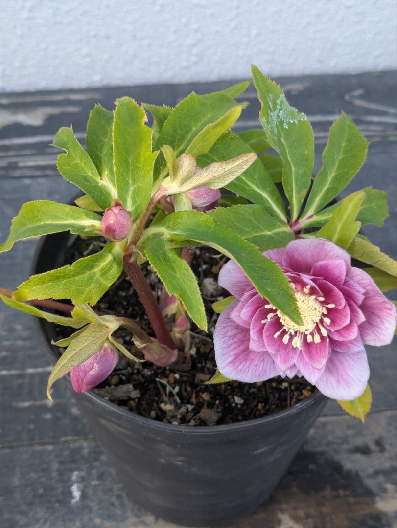 【広瀬園芸】クリスマスローズ ソレイユ系dd 蕾複数有