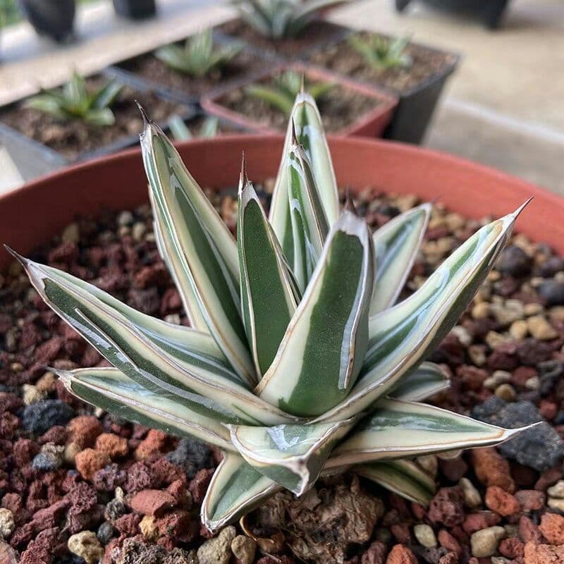 多肉植物アガべ氷山極上大株
