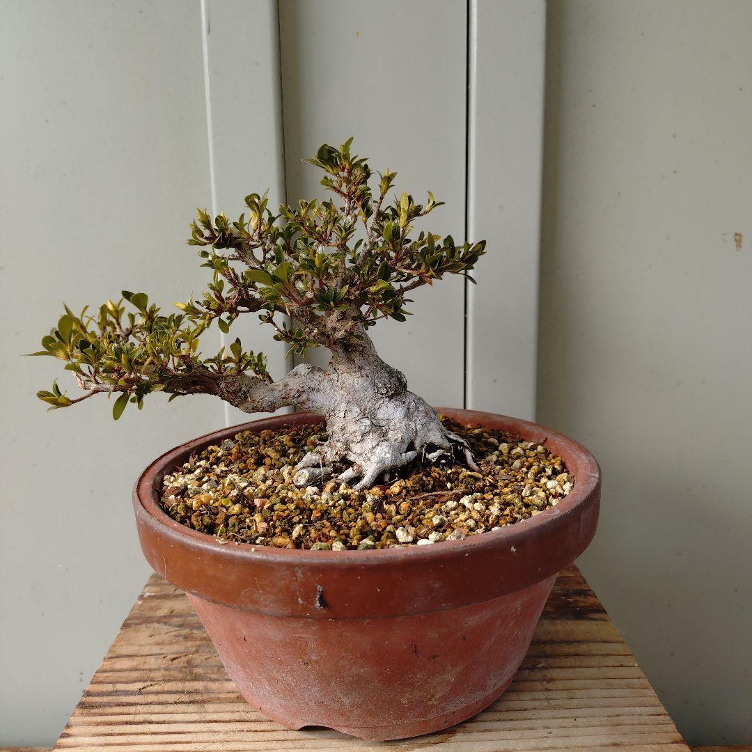 小品皐月　明美の月　短寸太幹　高13cm