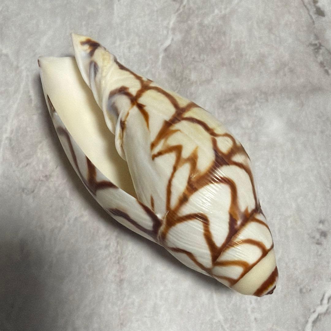 (希少)ブランデーガイ　貝殻　コレクション