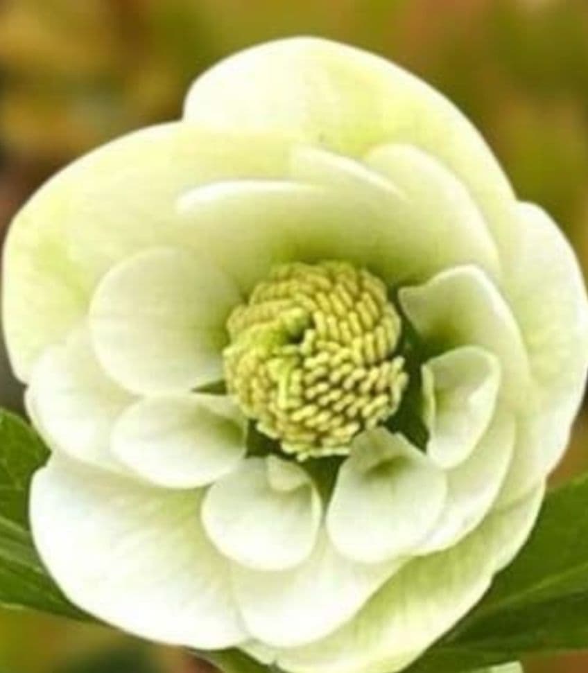 ◎専用★クリスマスローズ:【清楚で可憐な！カップ咲き・超小輪花】開花目前大株