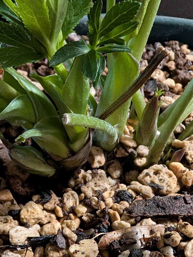 ◎専用★クリスマスローズ:【清楚で可憐な！カップ咲き・超小輪花】開花目前大株