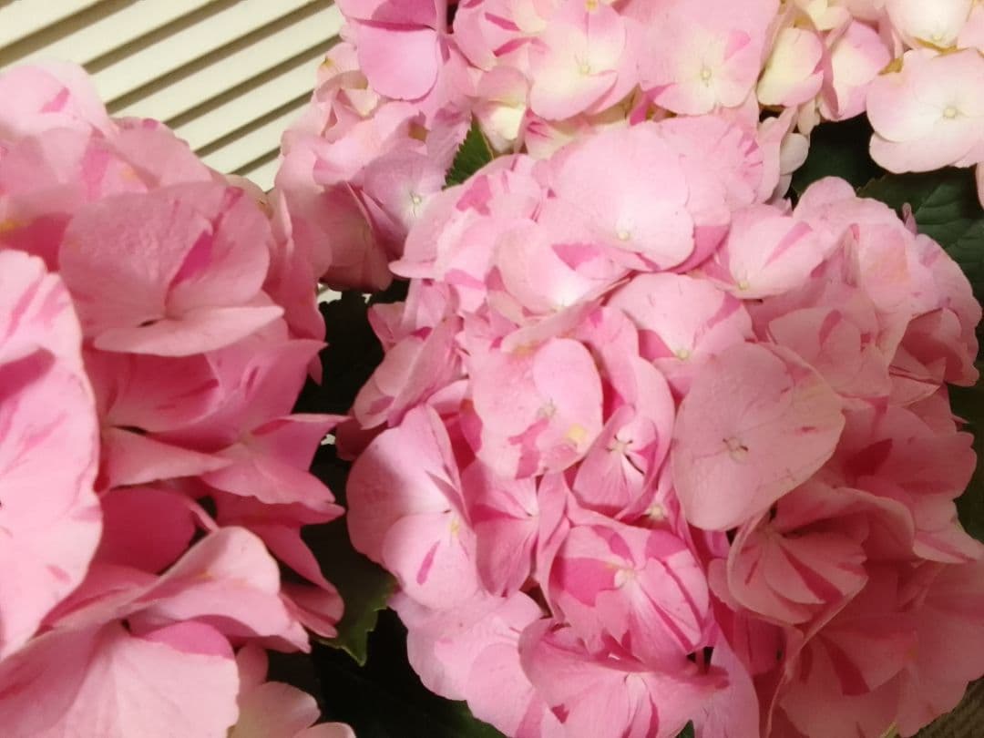 珍しい品種　絞り模様　スプラッシュアジサイ　紫陽花　5号鉢