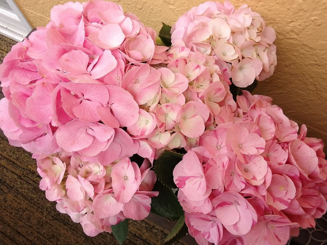 珍しい品種　絞り模様　スプラッシュアジサイ　紫陽花　5号鉢