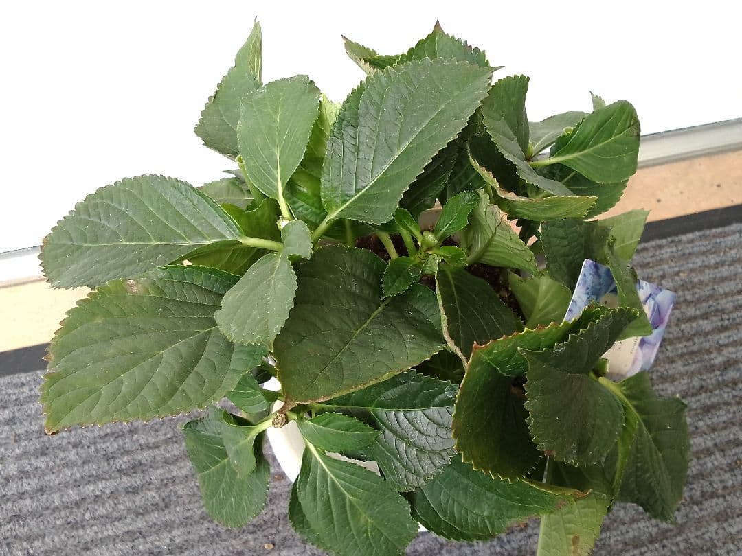 珍しい品種　絞り模様　スプラッシュアジサイ　紫陽花　5号鉢