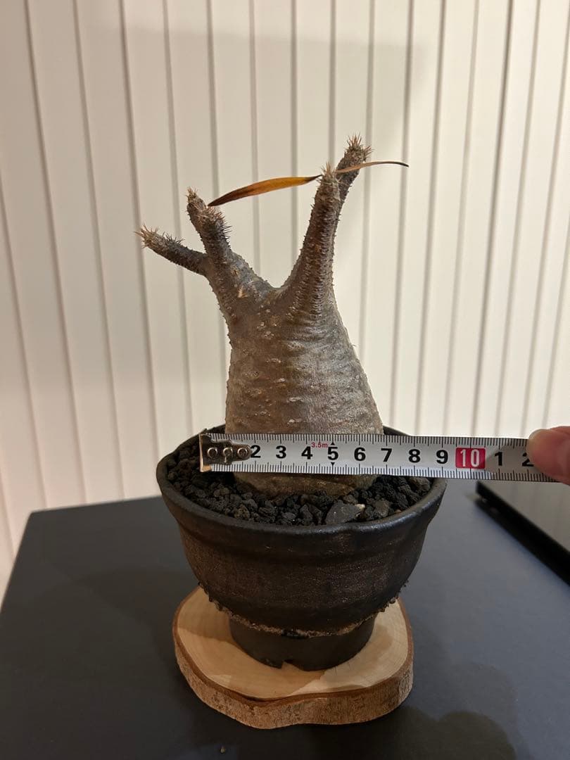 パキポディウムグラキリス　大小セット