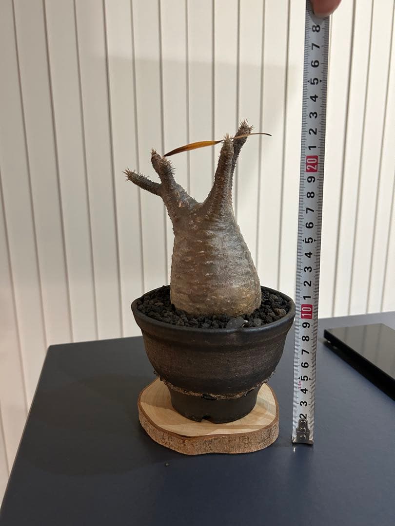 パキポディウムグラキリス　大小セット