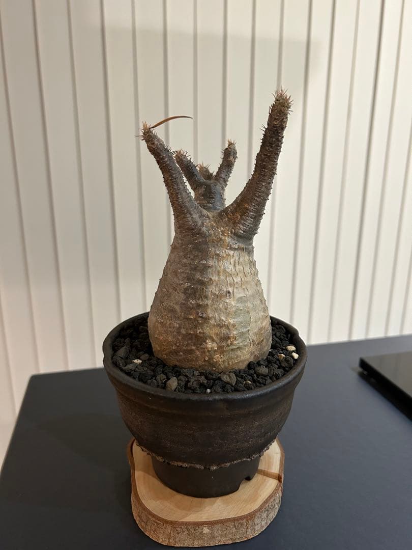 パキポディウムグラキリス　大小セット