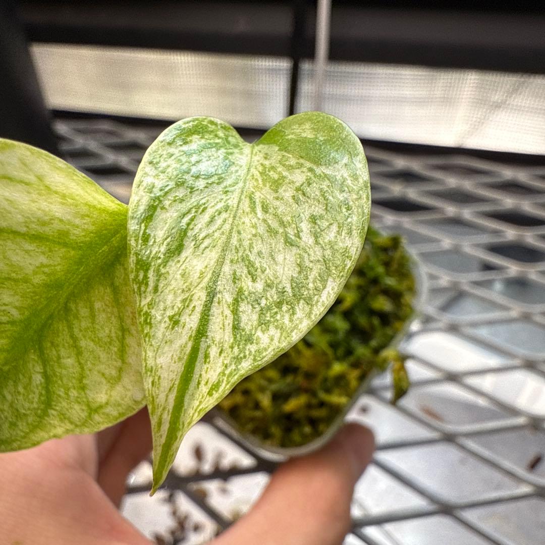 Y*a様 選抜株 モンステラ デリシオーサ ミント A