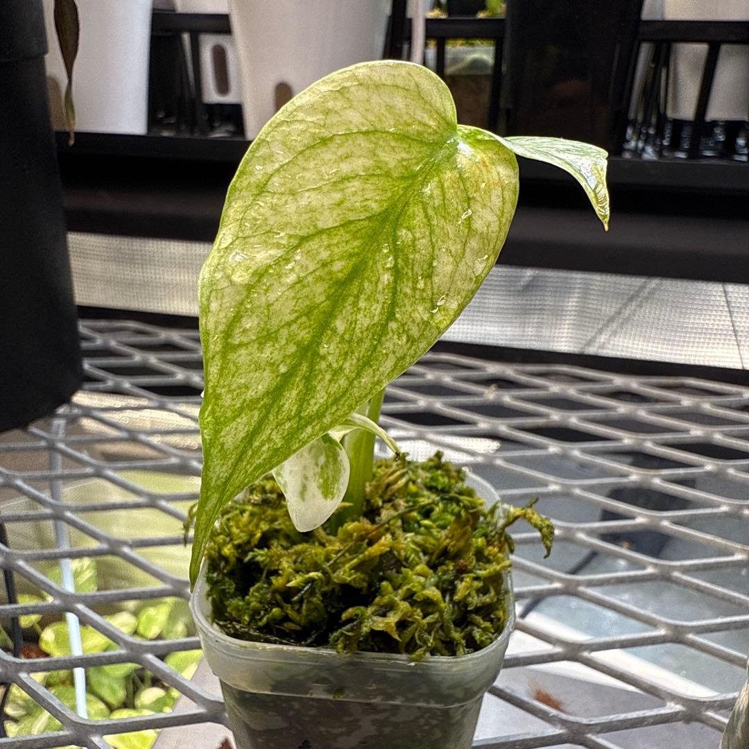 Y*a様 選抜株 モンステラ デリシオーサ ミント A