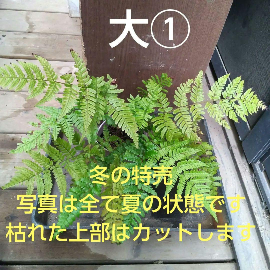 ワケアリ 大① 品種不明シダ