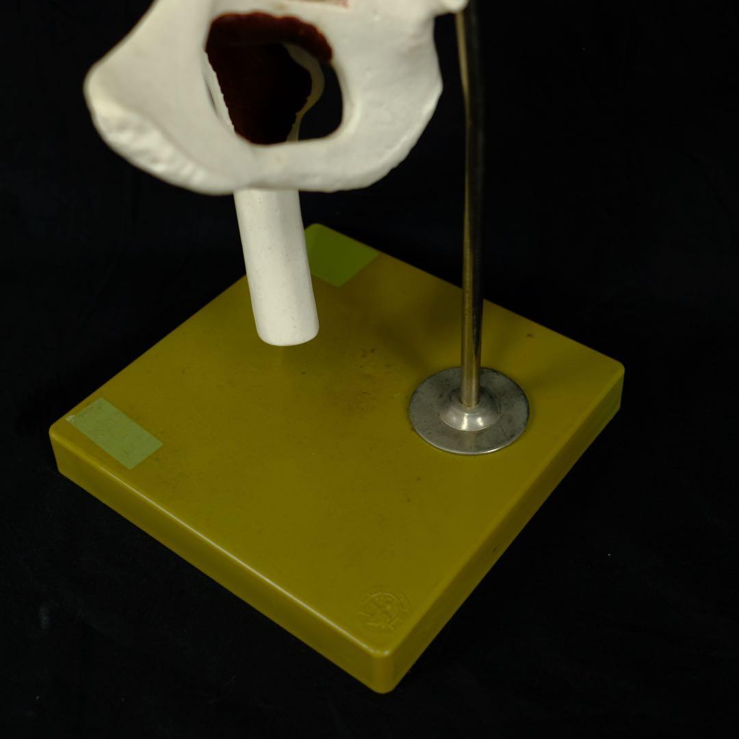 ドイツ製　アンティーク　脊椎模型　人体模型　医学　オブジェ　アート　古道具