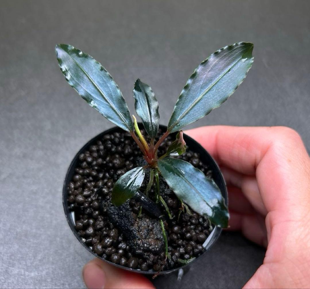 Bucephalandra sp.Deep Purple 【AZ1011-XX】