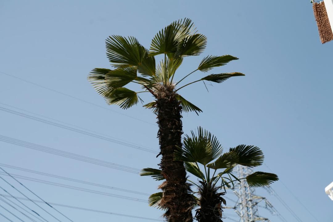 フィルムカメラ PENTAX SMC TAKUMAR f1.4 50mm M42 L74