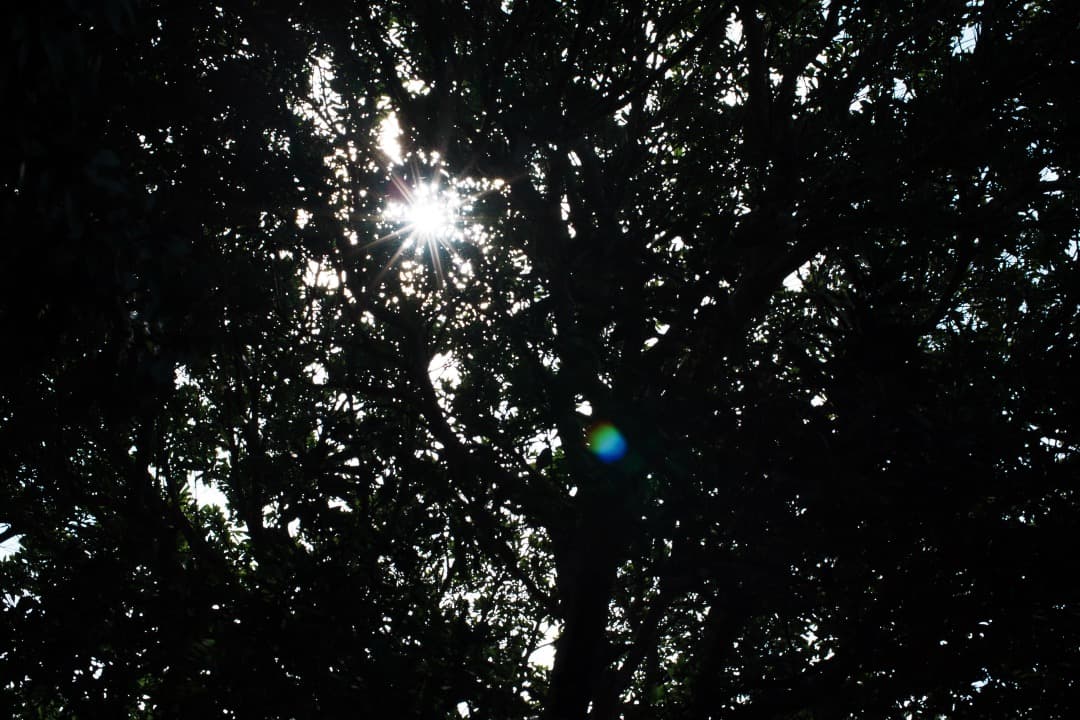 【極美品】動作◎ ニコン Ai Nikkor 50mm F1.2 962