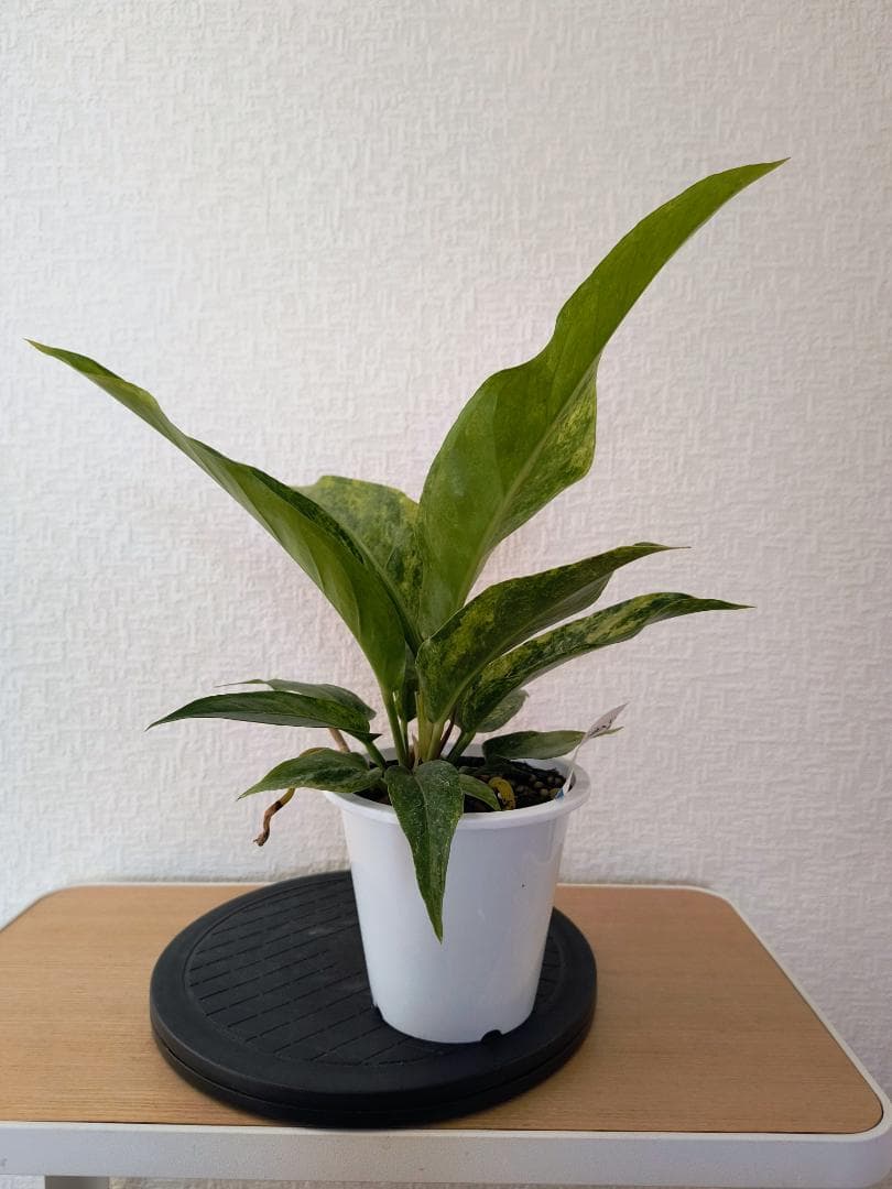 アンスリウム ジャングルキング 斑入り 鉢底から38センチ