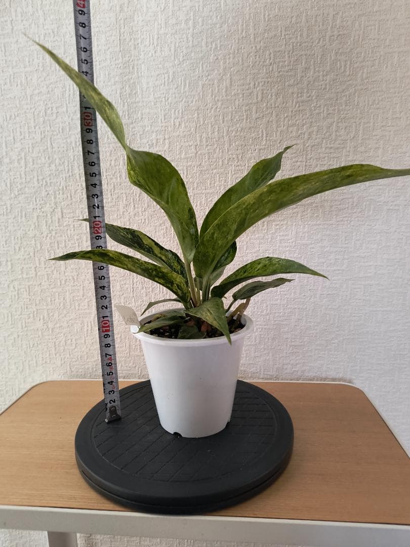 アンスリウム ジャングルキング 斑入り 鉢底から38センチ