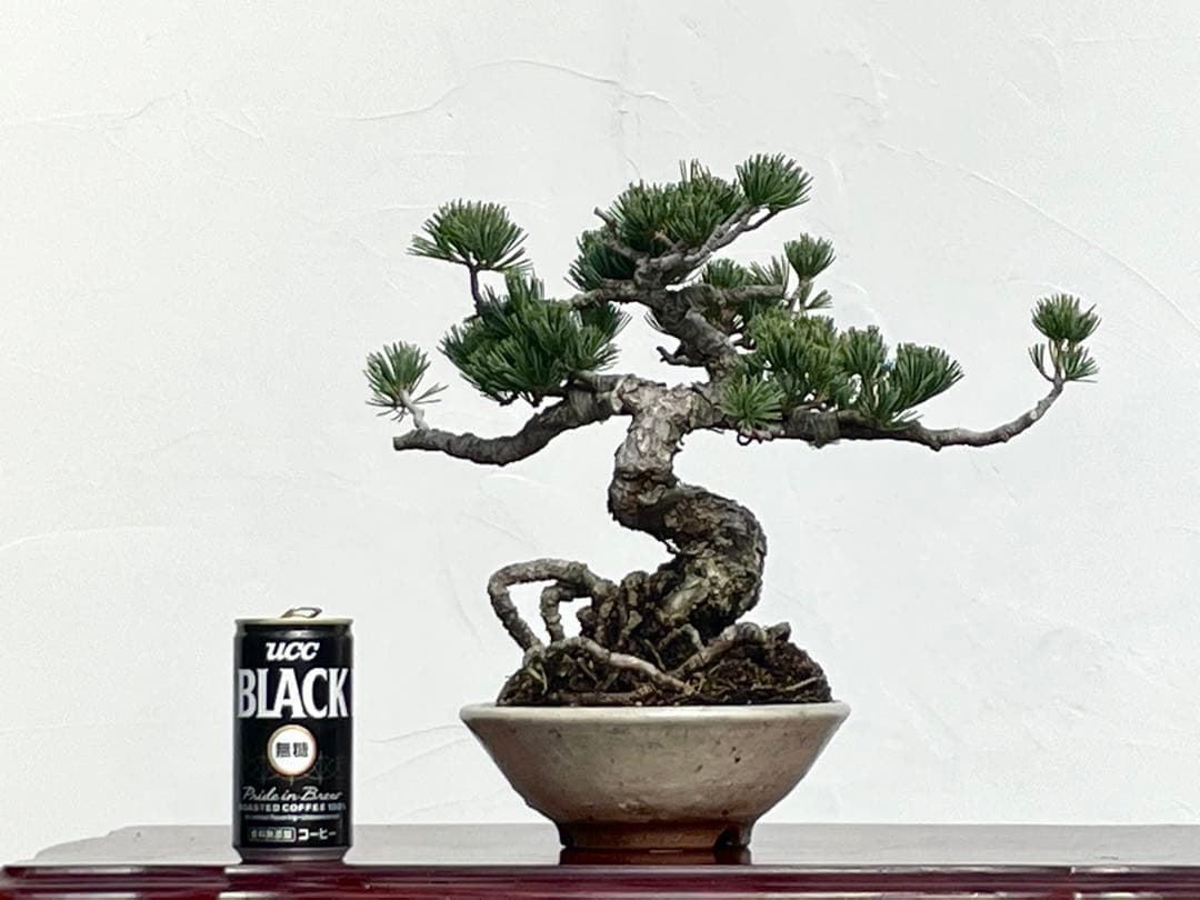 三河盆栽　五葉松　明星　盆栽　根上がり