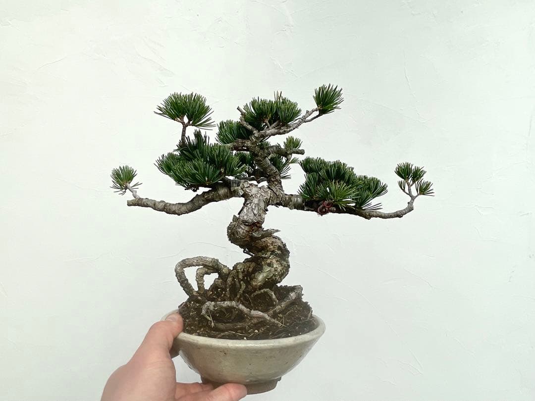 三河盆栽　五葉松　明星　盆栽　根上がり