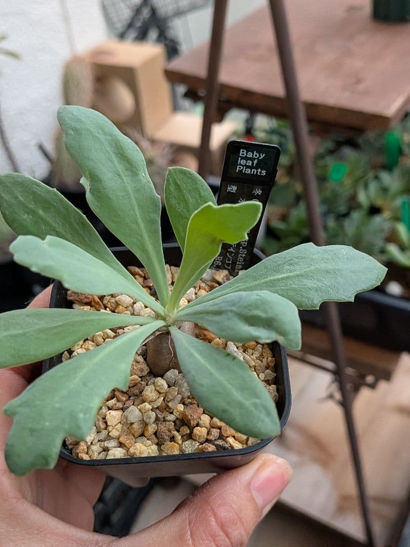 オトンナ　レトロルサ　ユーフォルビオイデス　スティンコフ　クラビフォリア冬型塊根