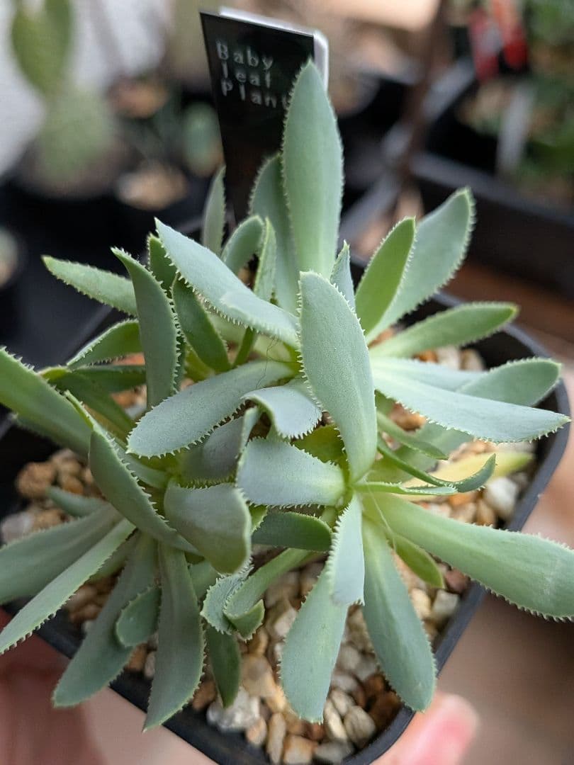 オトンナ　レトロルサ　ユーフォルビオイデス　スティンコフ　クラビフォリア冬型塊根