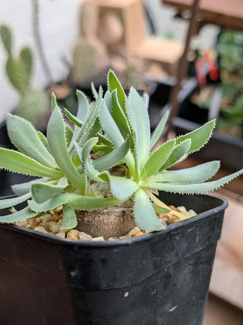 オトンナ　レトロルサ　ユーフォルビオイデス　スティンコフ　クラビフォリア冬型塊根