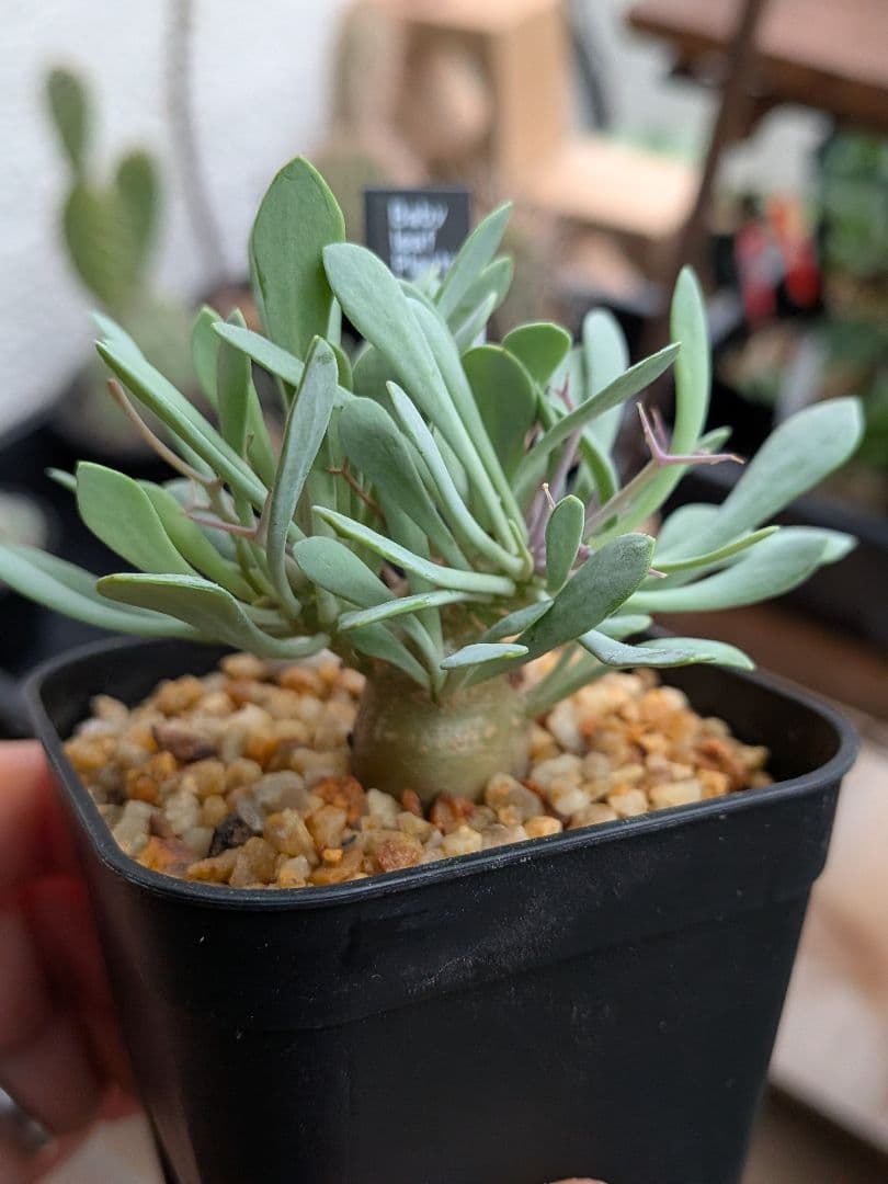 オトンナ　レトロルサ　ユーフォルビオイデス　スティンコフ　クラビフォリア冬型塊根