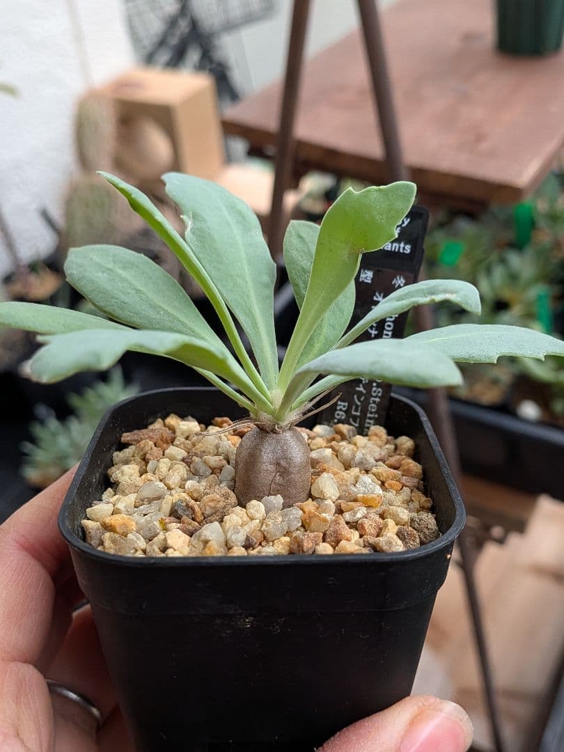 オトンナ　レトロルサ　ユーフォルビオイデス　スティンコフ　クラビフォリア冬型塊根