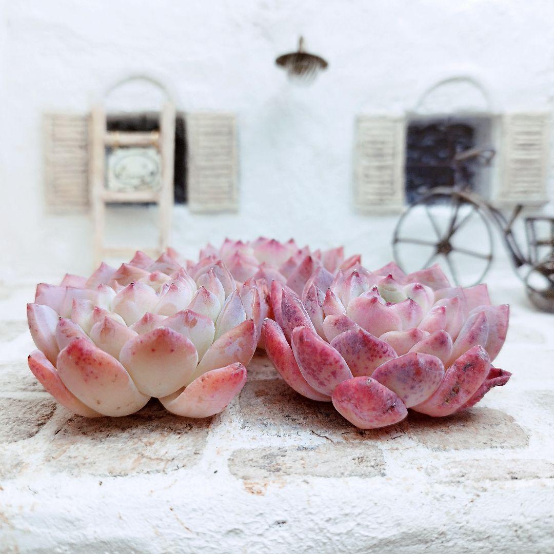 ラジエル◎多肉植物 カット苗 韓国苗 エケベリア等