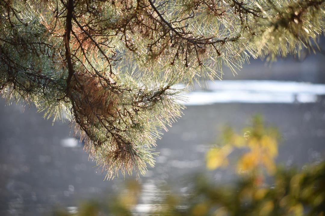 ニコン Ai Nikkor ED 50-300mm F4.5 三脚座付　中古