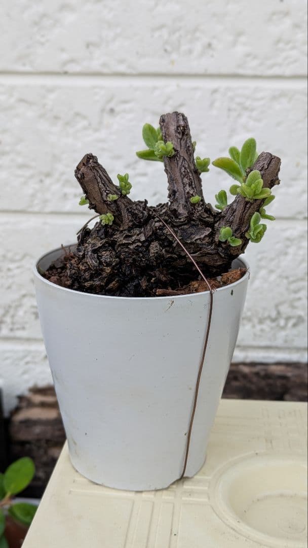 モンパノキ　銀毛樹