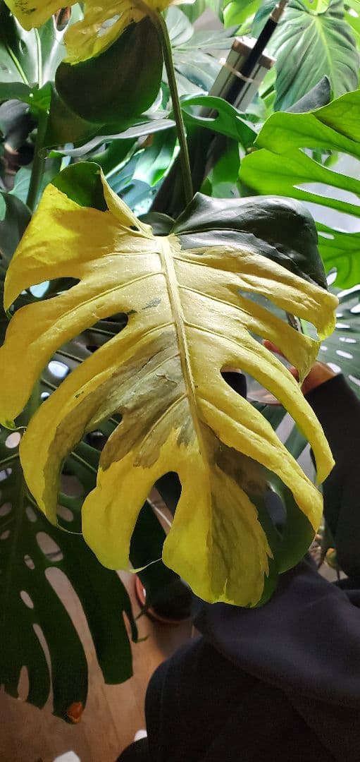 寒波sale超レアMonstera deliciosa Oceana