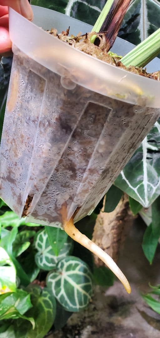 寒波sale超レアMonstera deliciosa Oceana