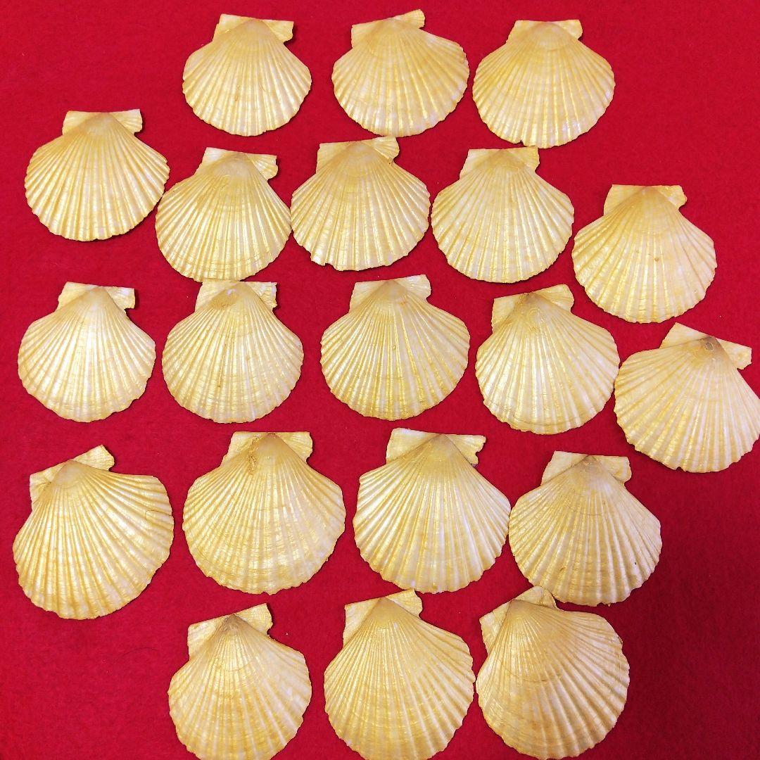 希少 貝合わせ 15組30枚 姫ホタテ貝 貝箱 お雛様 光琳かるた
