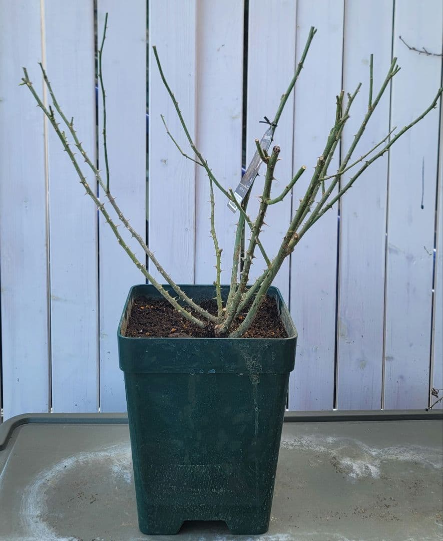 【冬季特大大苗】●バラ苗●ルクソール●国産苗 8号鉢植え●ロサオリエンティス●