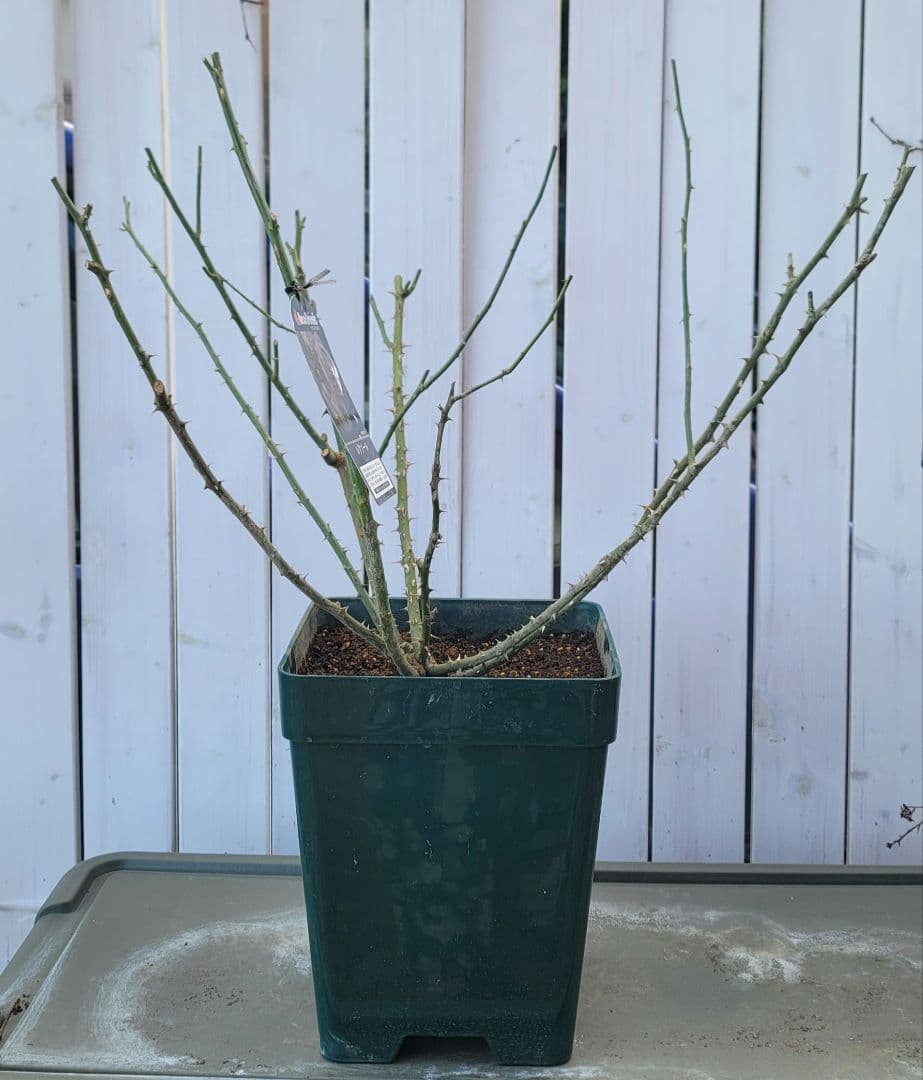 【冬季特大大苗】●バラ苗●ルクソール●国産苗 8号鉢植え●ロサオリエンティス●