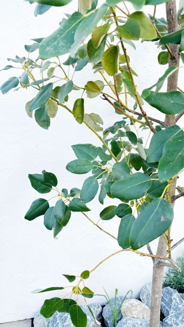 逸品。ロドレイア2.8M(鉢底から)