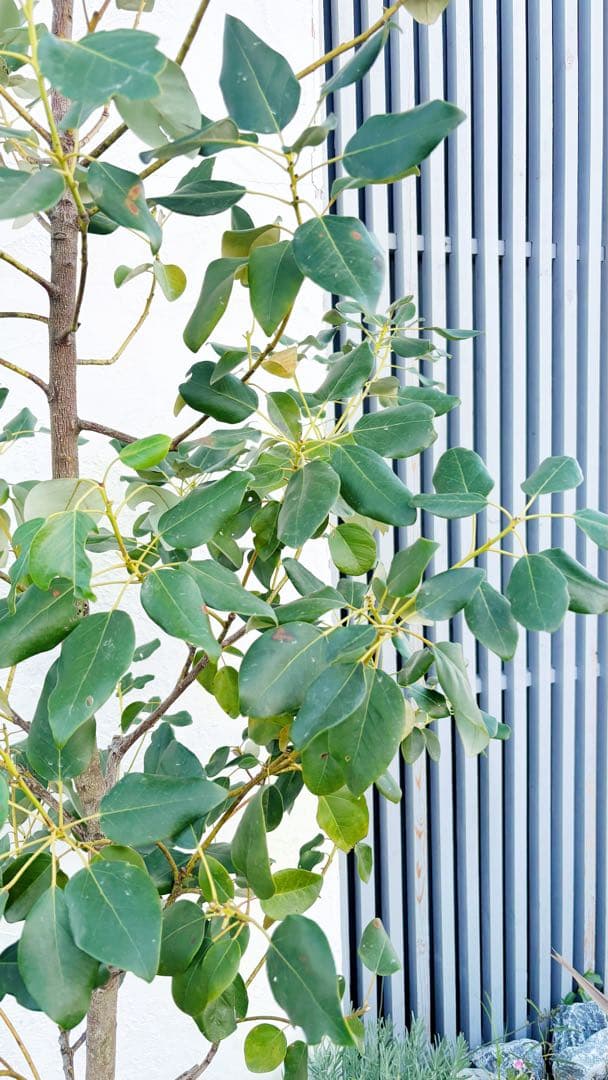 逸品。ロドレイア2.8M(鉢底から)