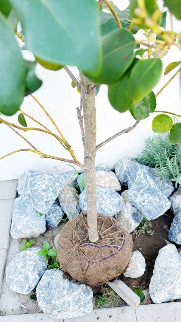 逸品。ロドレイア2.8M(鉢底から)