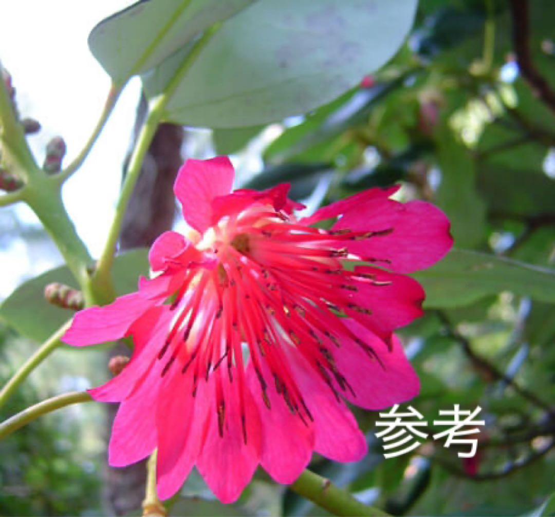 逸品。ロドレイア2.8M(鉢底から)