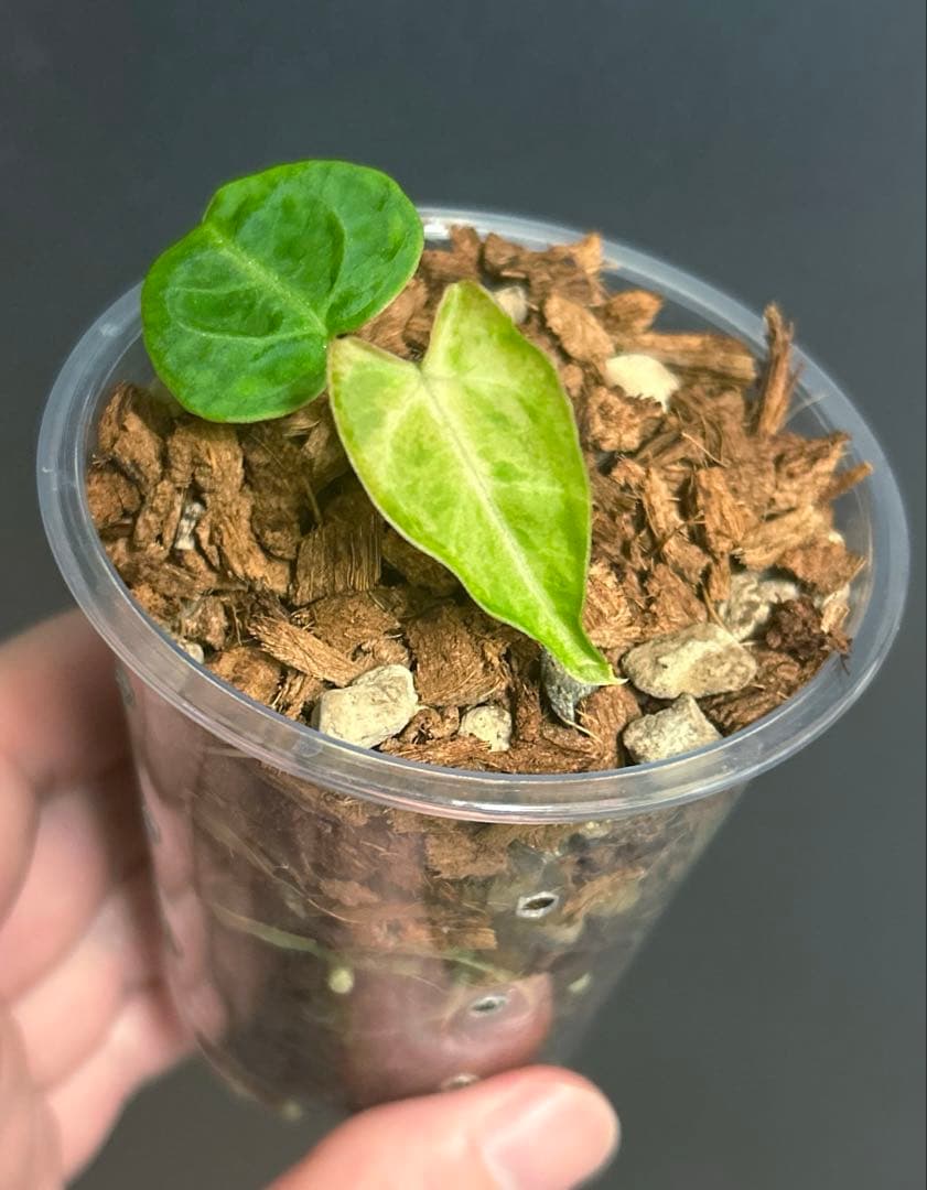 【レア】 アンスリウム　クリスタリナム　ミント　斑入り