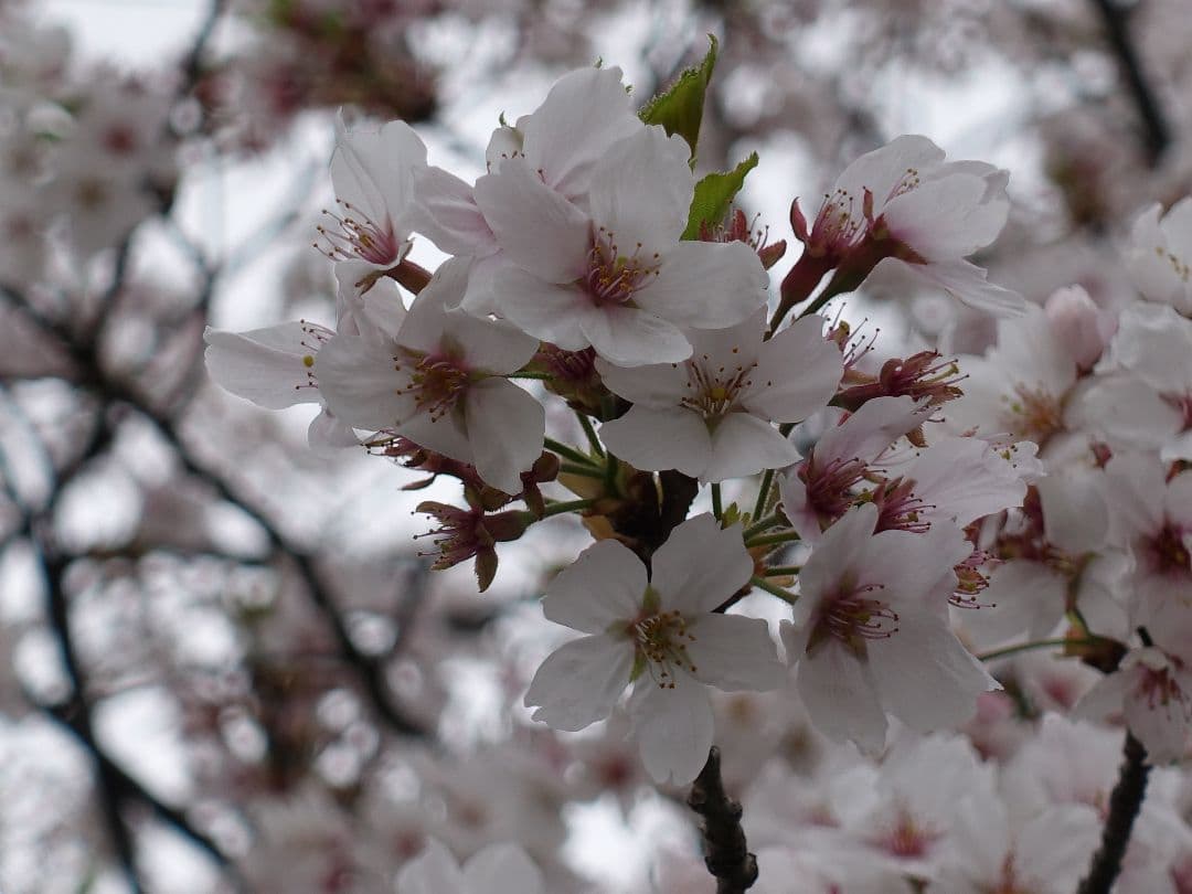 SONY RX100M3 撮影超極少 美品